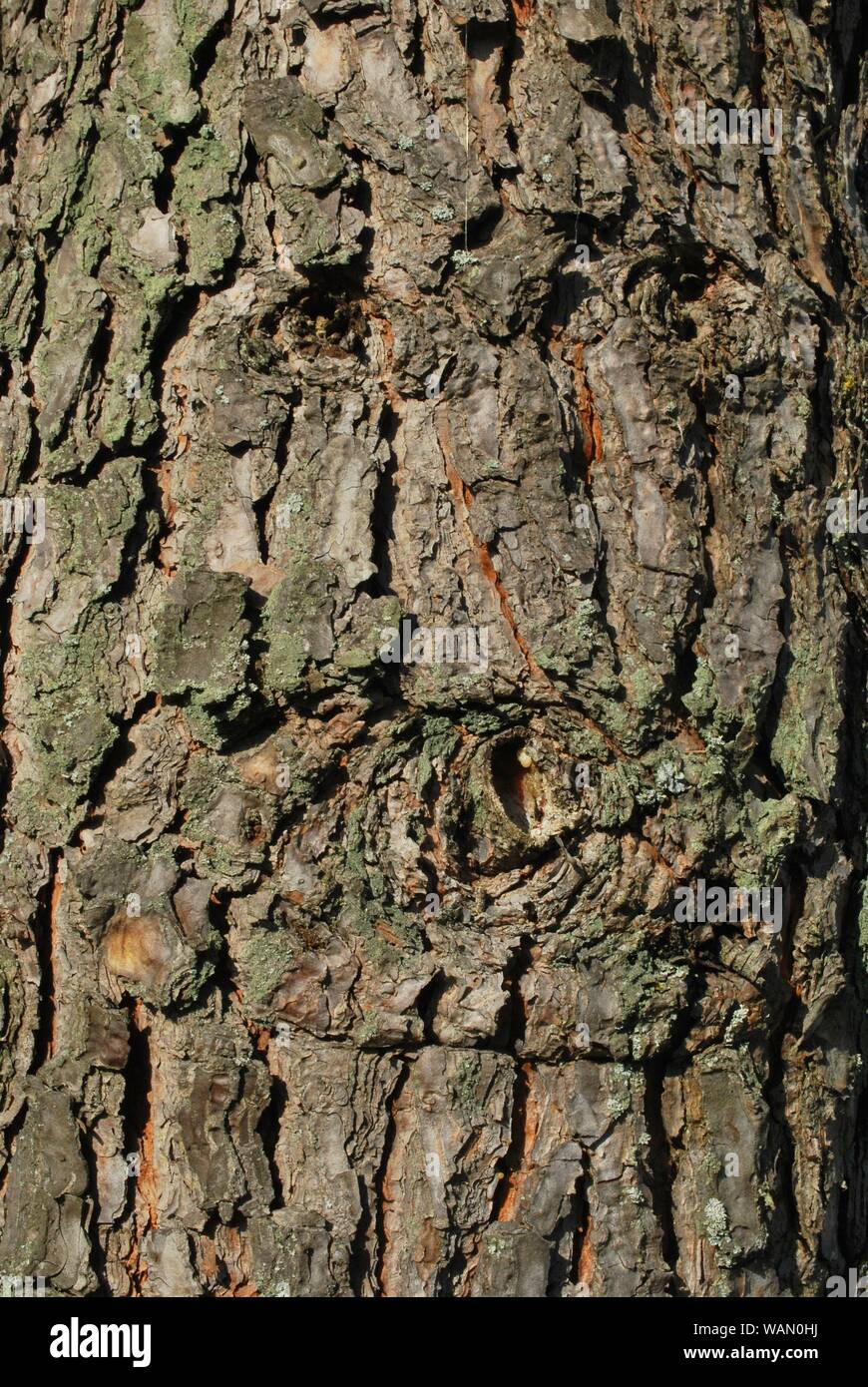 Detalle del tronco de un árbol Foto de stock