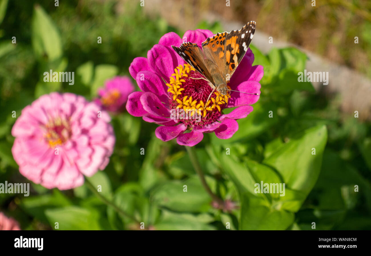 Macro imagen cercana de Painted Lady vanessa cardui mariposa sobre una rosa Zinnia elegans en el jardín Foto de stock