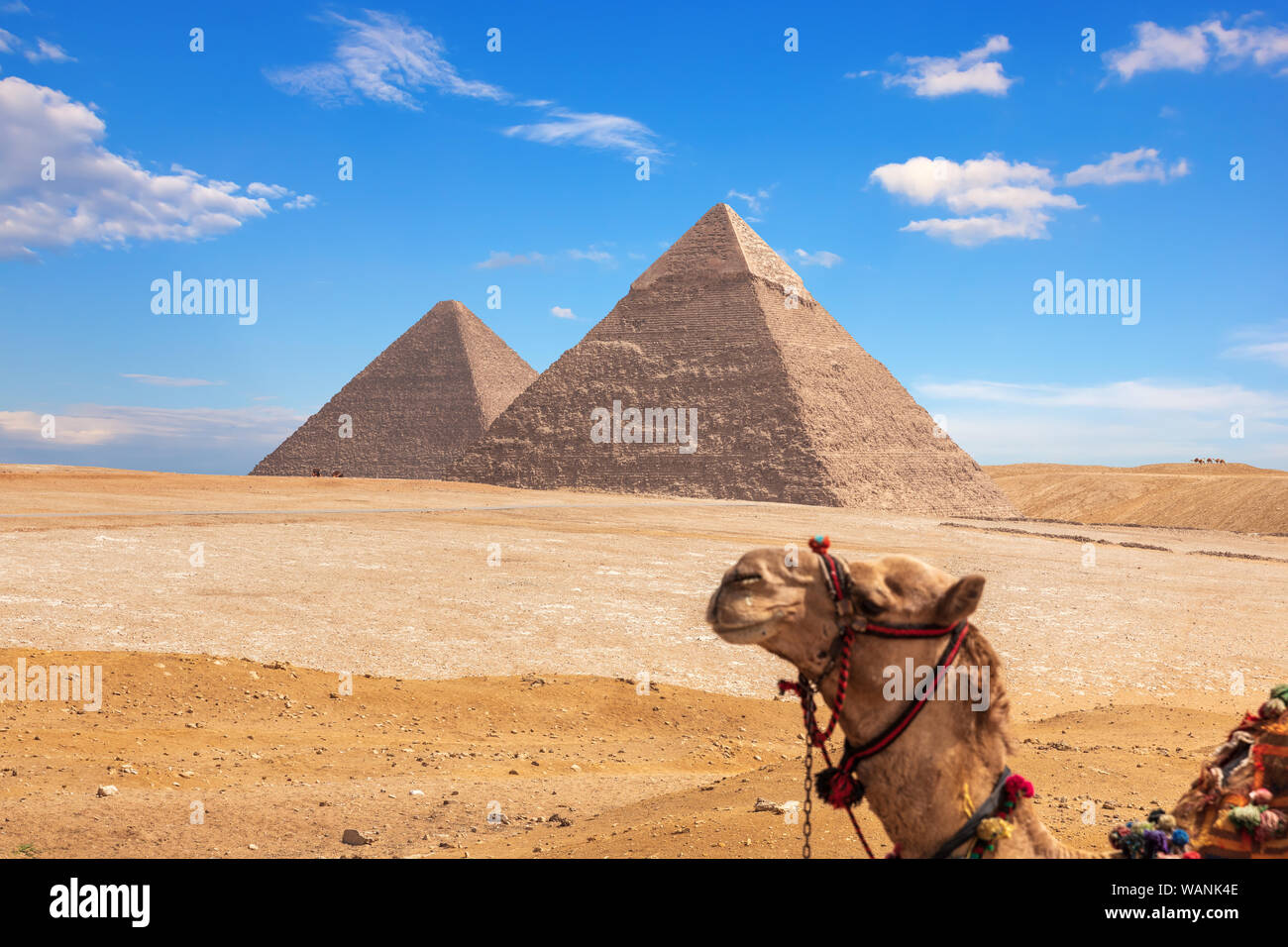 Las pirámides de Giza y un divertido camello, Egipto Foto de stock