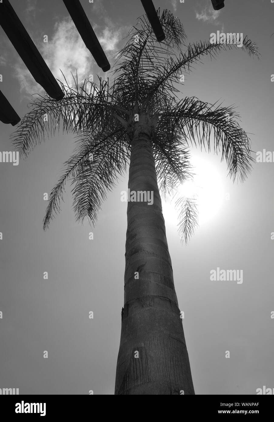 Palm Tree, bajo el punto de vista mirando hacia el tronco de la palmera hacia la parte superior del árbol y el cielo con el sol brillando detrás photog blanco y negro Foto de stock