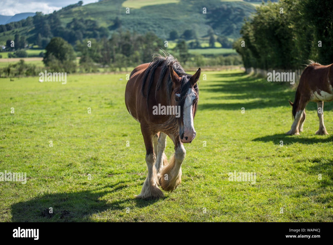 Shire Horse, en el distrito de Los Lagos Foto de stock