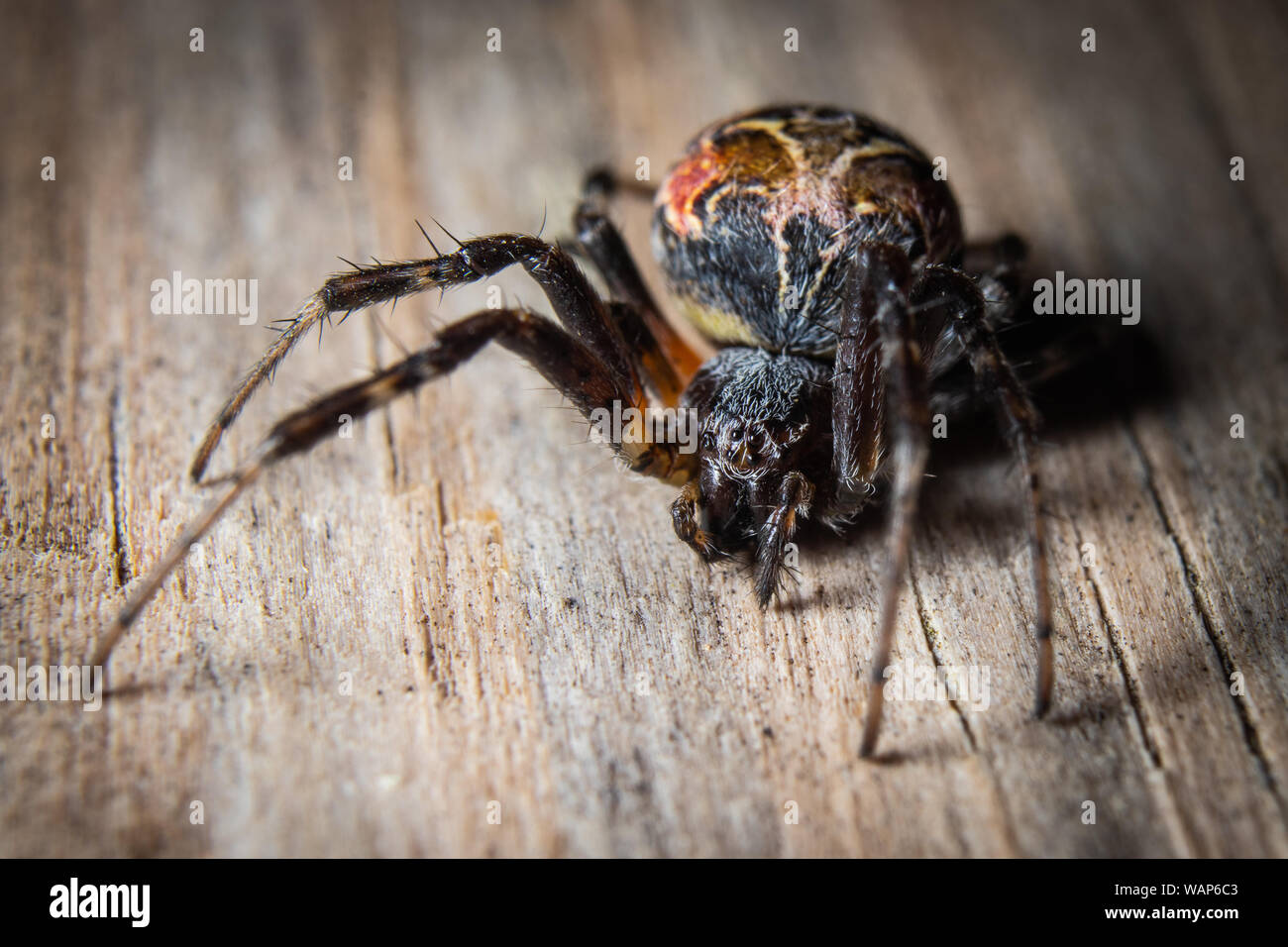 Un orb araña tejedora sobre madera. Foto de stock