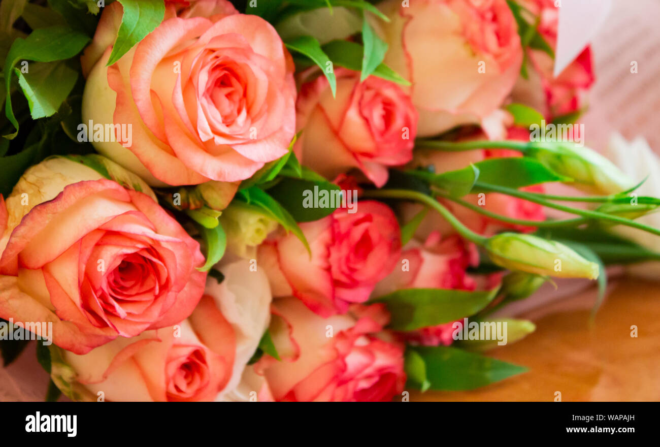 Rosa hermosa flor en el jardín. Fondo de flores rosas. Textura de flores  rosas. Lovely rose. Las rosas en el jardín tropical. Coloridas flores rosas.  Roses fl Fotografía de stock - Alamy