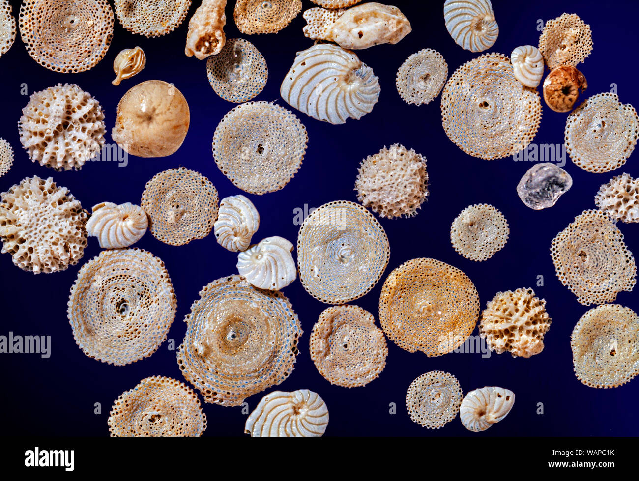 Mezclado foraminíferos marinos, conchas, restos. Mar Mediterráneo. Foto de stock