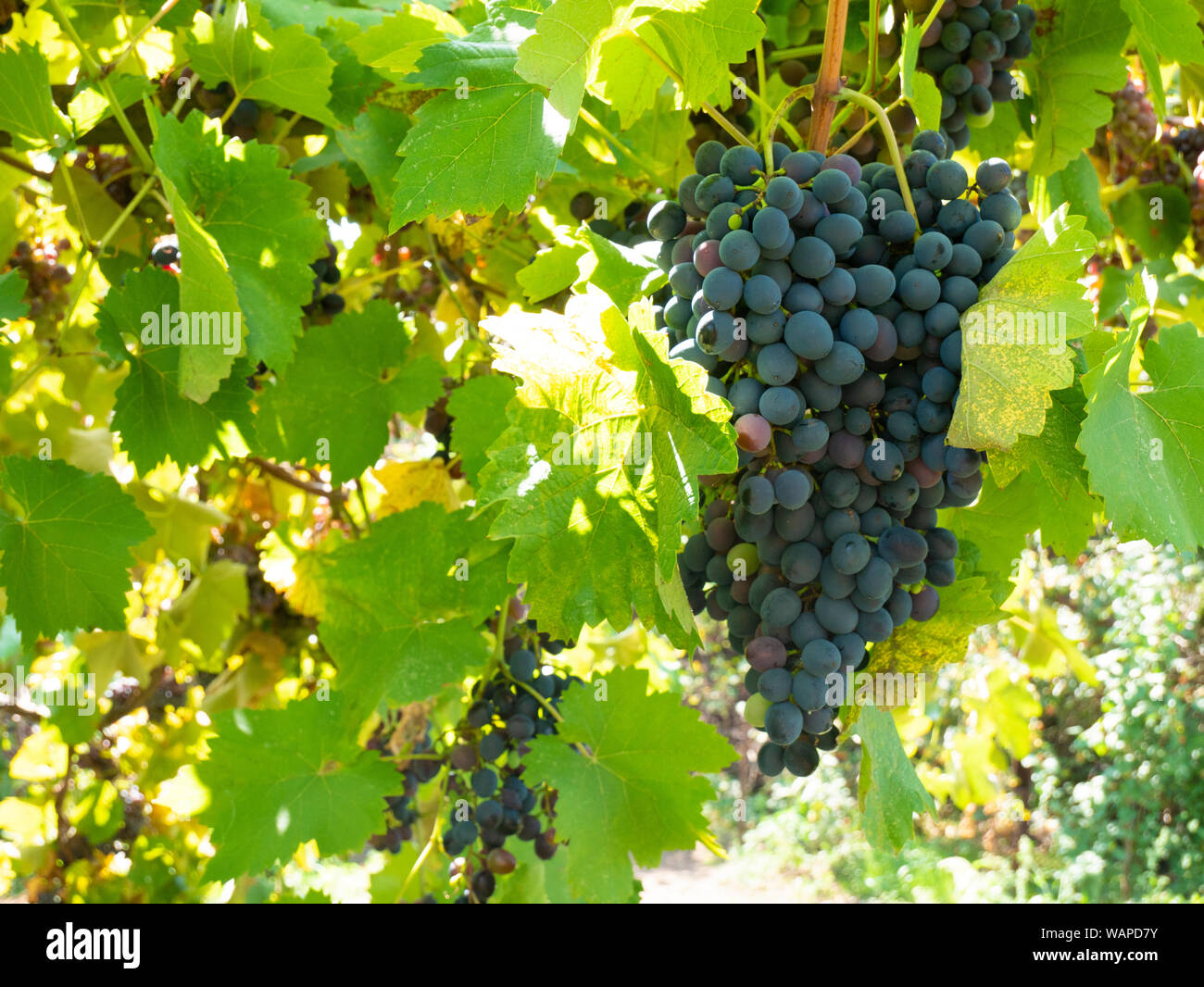 Los racimos de uvas en un viñedo en un jardín rural. Foto de stock