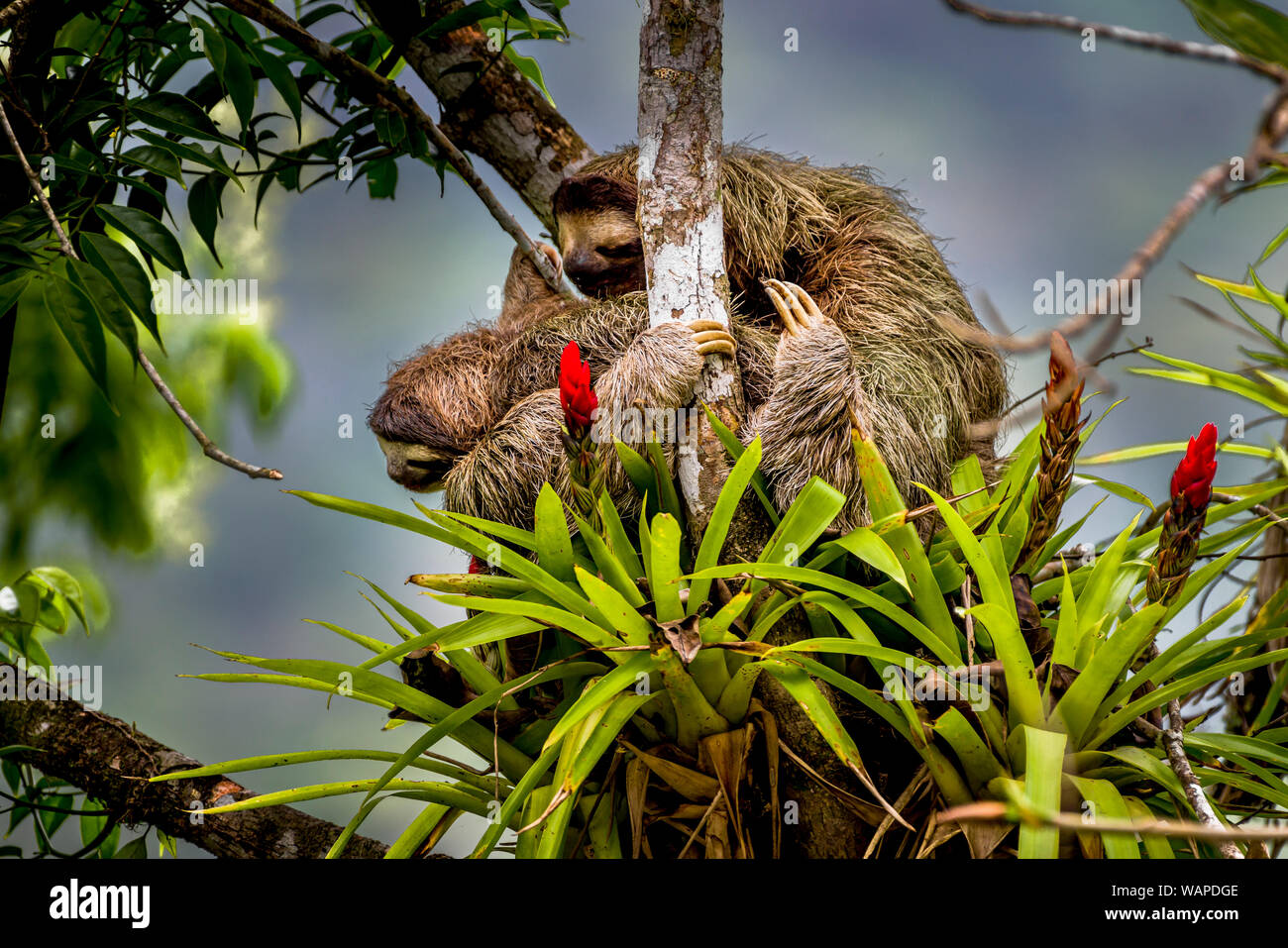 Brown-throated perezoso (Bradypus variegatus) ia perezoso de tres dedos con su joven subiendo un árbol imagen tomada en la selva de Panamá Foto de stock