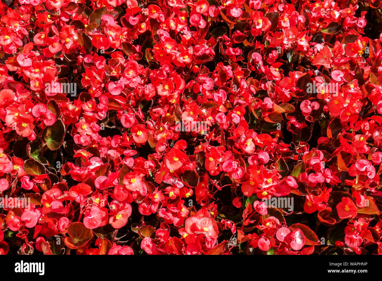 Begonia de cera roja, con muchas flores de fondo Fotografía de stock - Alamy