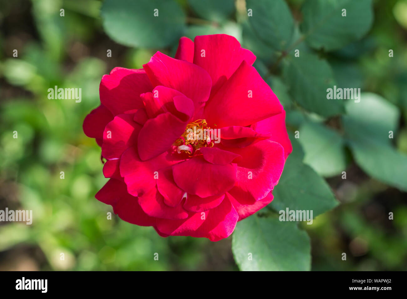 Big red rosa silvestre flor en un jardín, cerrar Foto de stock