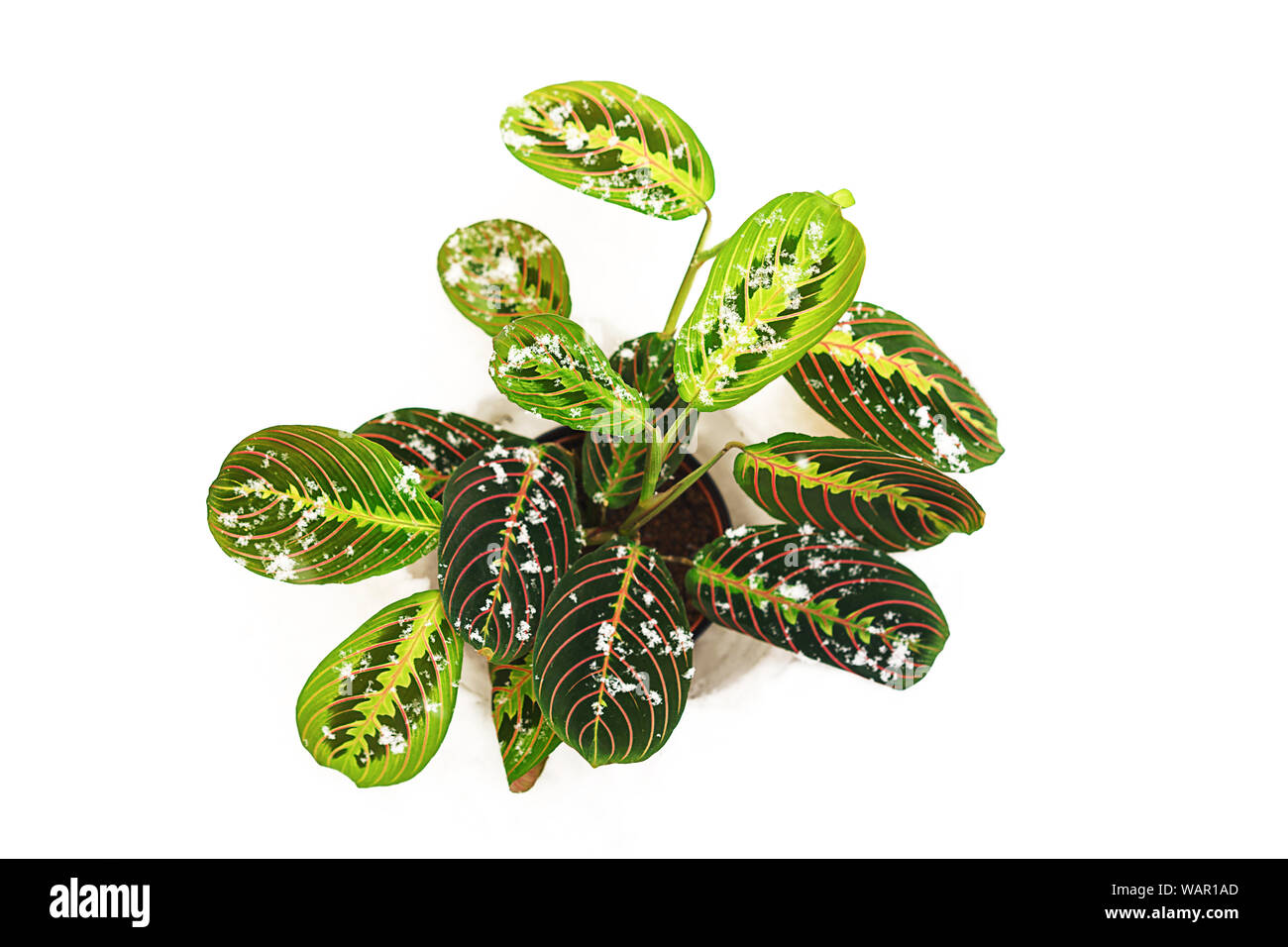 Concepto de invierno de flor calathea con coloridas hojas como planta  tropical y la caída de copos de nieve sobre fondo blanco de nieve  Fotografía de stock - Alamy