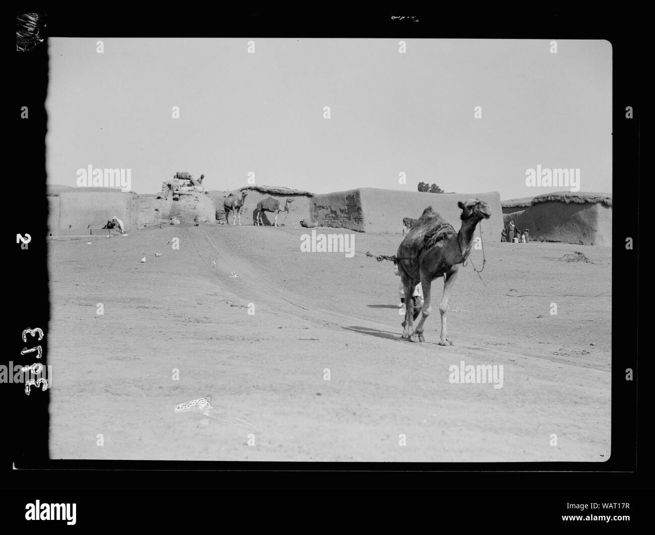 Sacando agua a camello y el poder de la vaca. Camello sacando agua del pozo profundo. Tomada en el país Shafelah Foto de stock