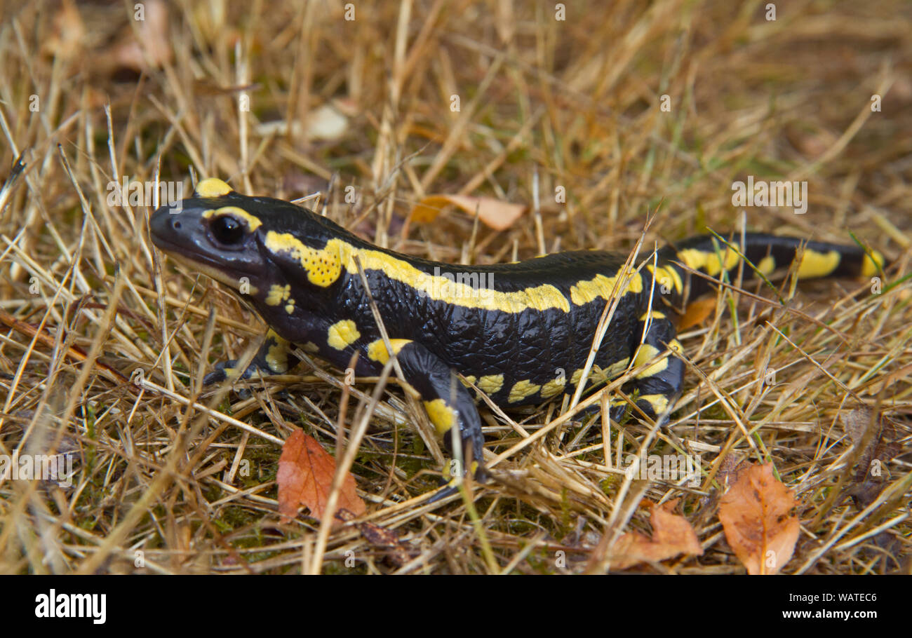Fuego, Salamandra salamandra Salamandra, rastreo en hierba Foto de stock
