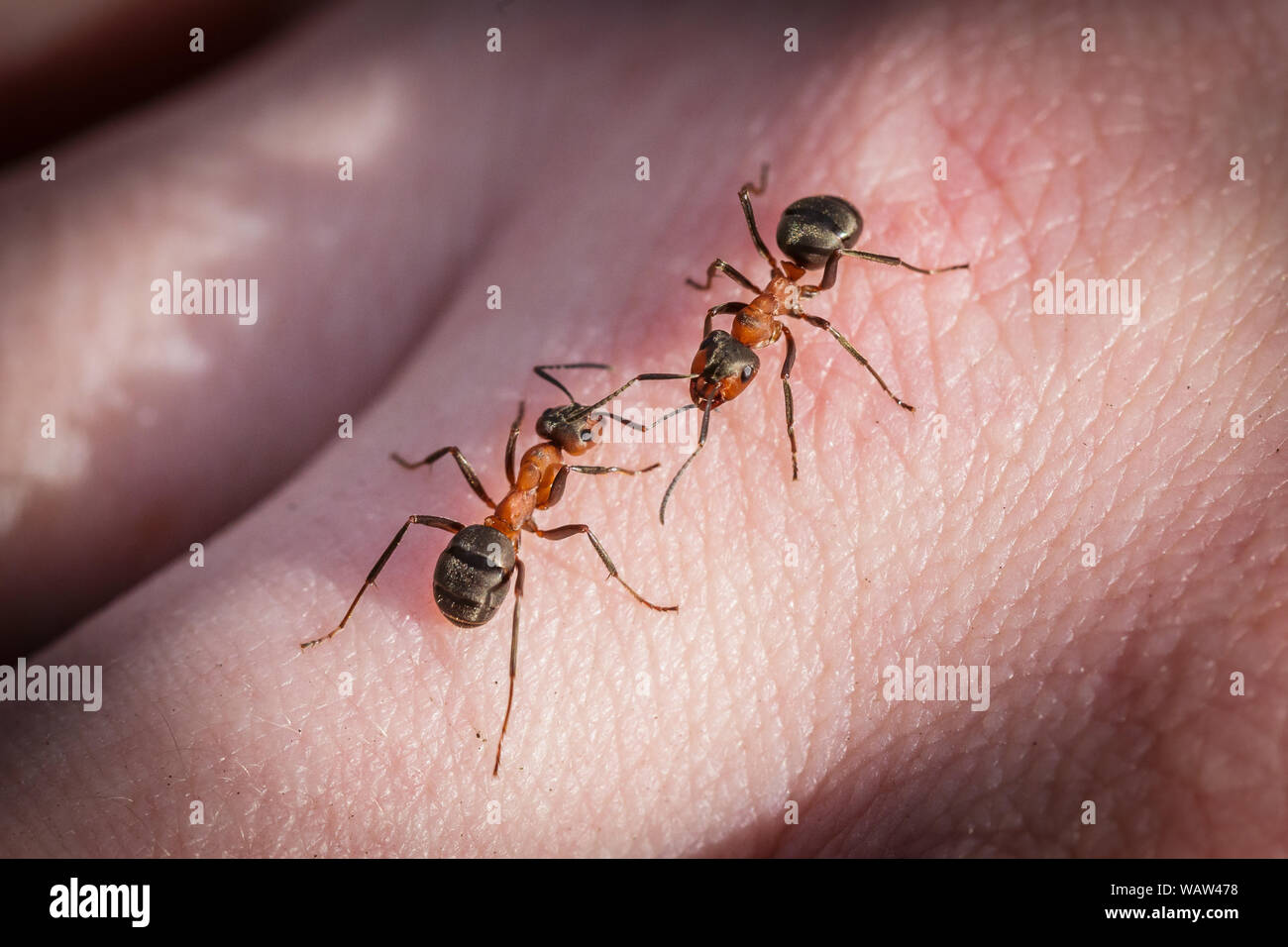 Picaduras de hormigas fotografías e imágenes de alta resolución - Alamy