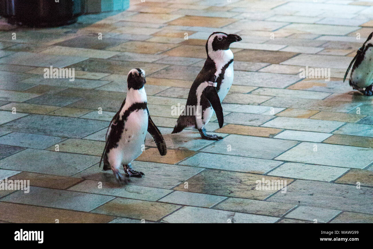 Los pingüinos de marzo a través de la multitud en el Acuario de Monterey Bay Aquarium. Foto de stock