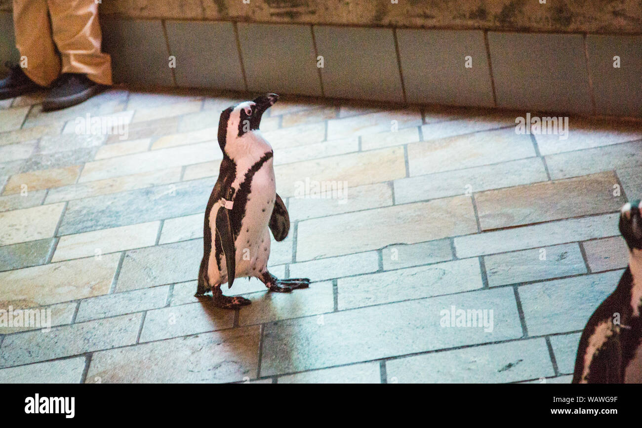 Los pingüinos de marzo a través de la multitud en el Acuario de Monterey Bay Aquarium. Foto de stock