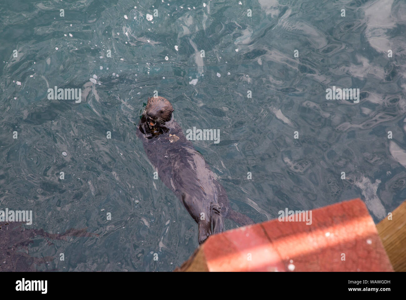 Una nutria marina grietas conchas, mientras flotando en la bahía de Monterey. Foto de stock