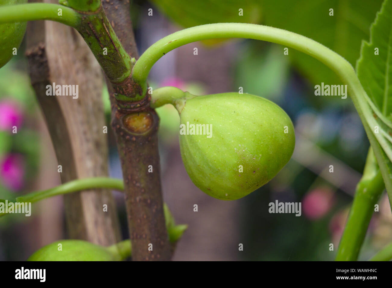 Árbol Dumur Dumur, Frutas , Ficus Racemosa (Ficus Glomerata Roxb.) Es ...