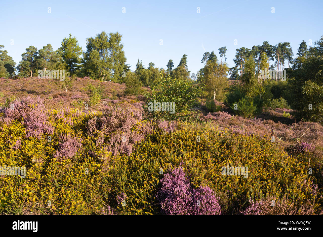 Las tierras bajas en Crooksbury heath paisaje común en Surrey, Reino Unido, en una mañana de verano con flores de colores brezos y retamas Foto de stock