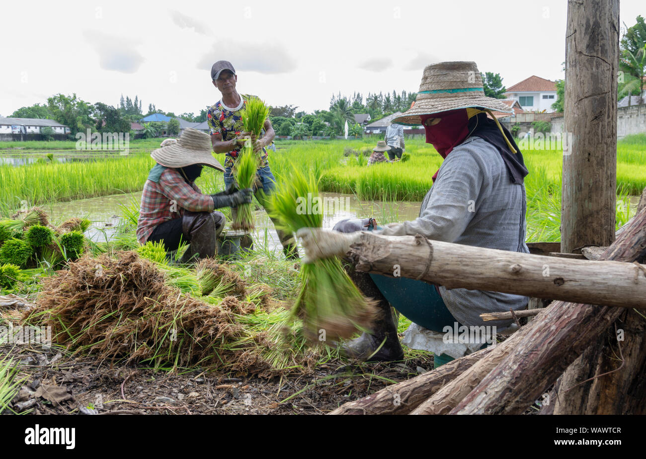 Ricefield trabajadores trabajan en los arrozales para dejar todo listo para la temporada de siembra Foto de stock