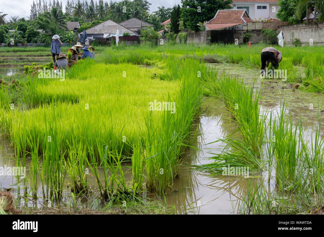 Ricefield trabajadores trabajan en los arrozales para dejar todo listo para la temporada de siembra Foto de stock