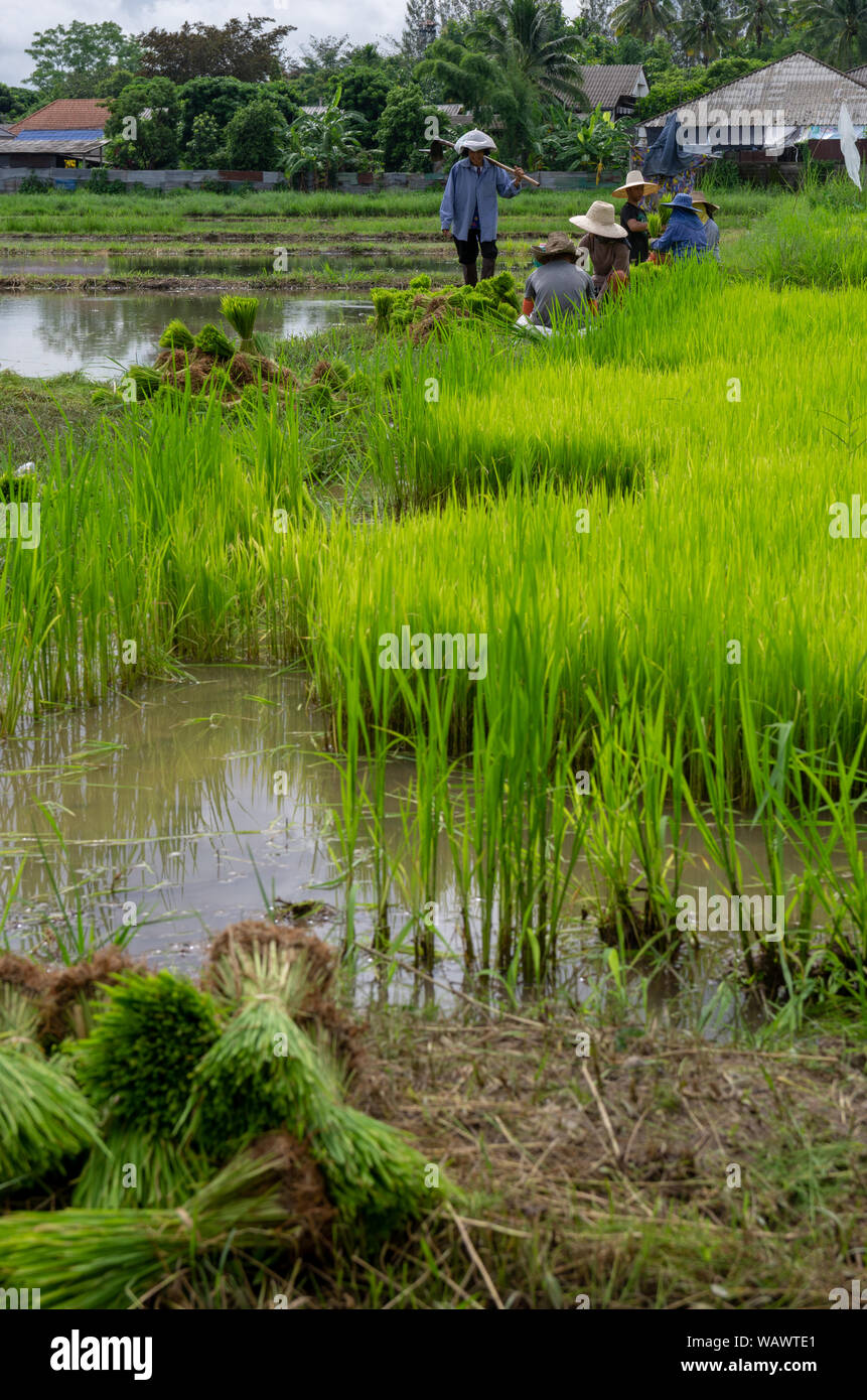 Ricefield trabajadores trabajan en los arrozales para dejar todo listo para la temporada de siembra Foto de stock