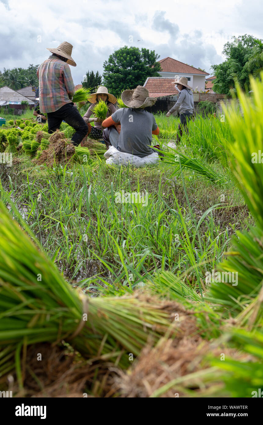 Ricefield trabajadores trabajan en los arrozales para dejar todo listo para la temporada de siembra Foto de stock