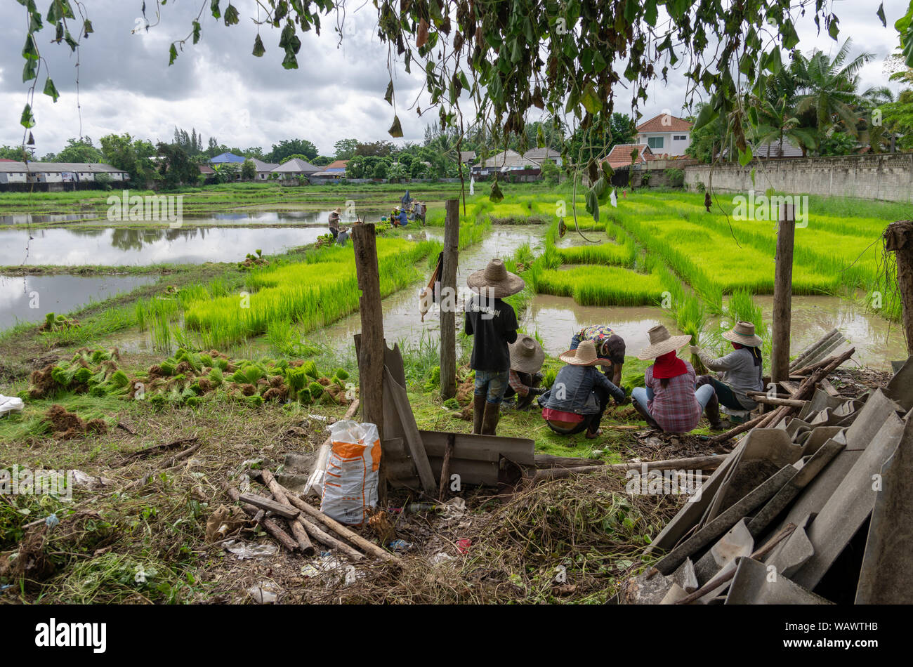 Ricefield trabajadores trabajan en los arrozales para dejar todo listo para la temporada de siembra Foto de stock