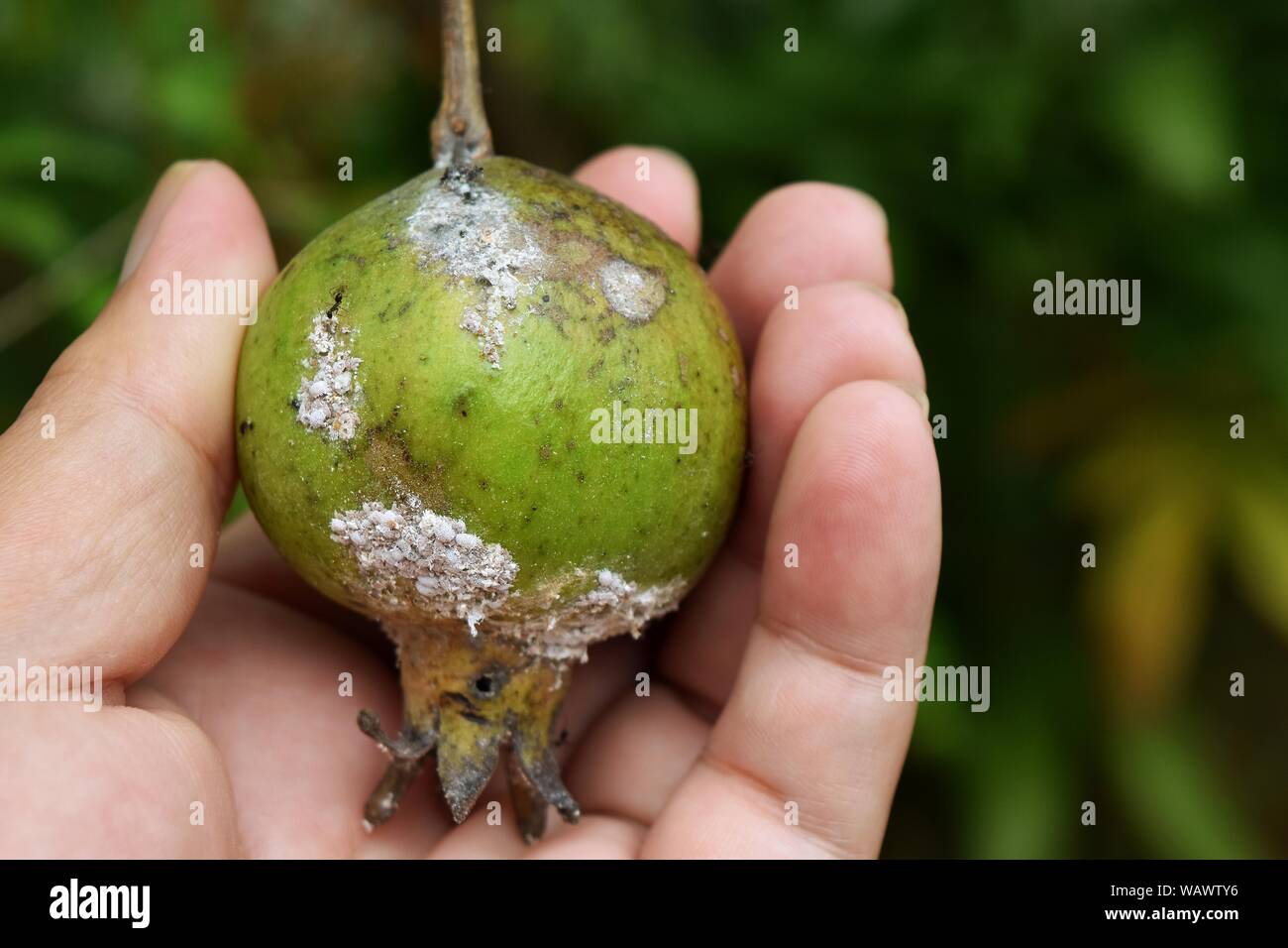 Hormigas negras y algodón de cochinilla en verde la granada fruta en la mano humana, Homoptera: Pseudococcidae , Plant están dañadas por las plagas de insectos Foto de stock