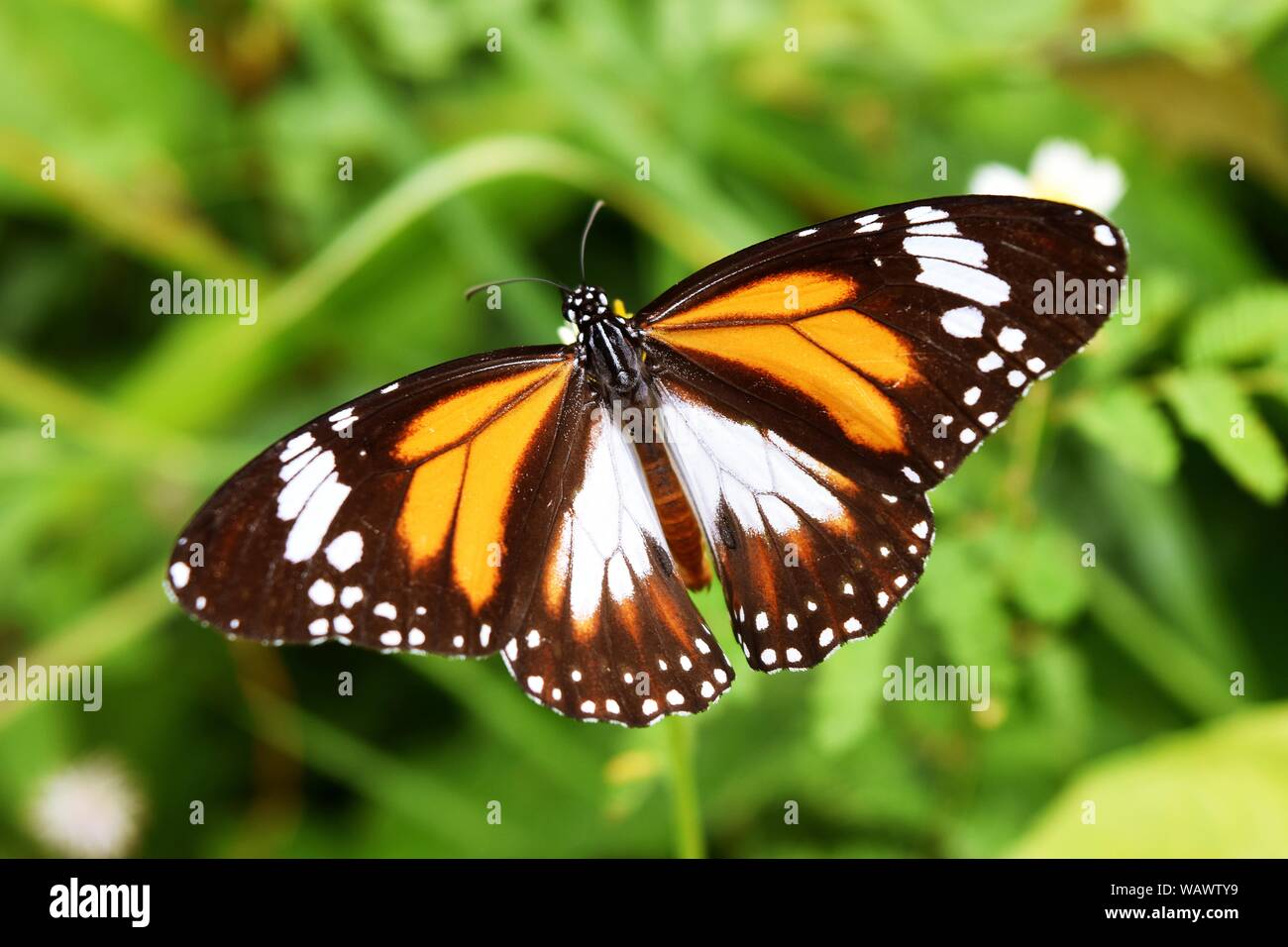 Negro veteado, Tigre Danaus melanippus naranja, telas de color blanco y negro sobre la difusión de ala de mariposa,los que buscan néctar en flor Foto de stock