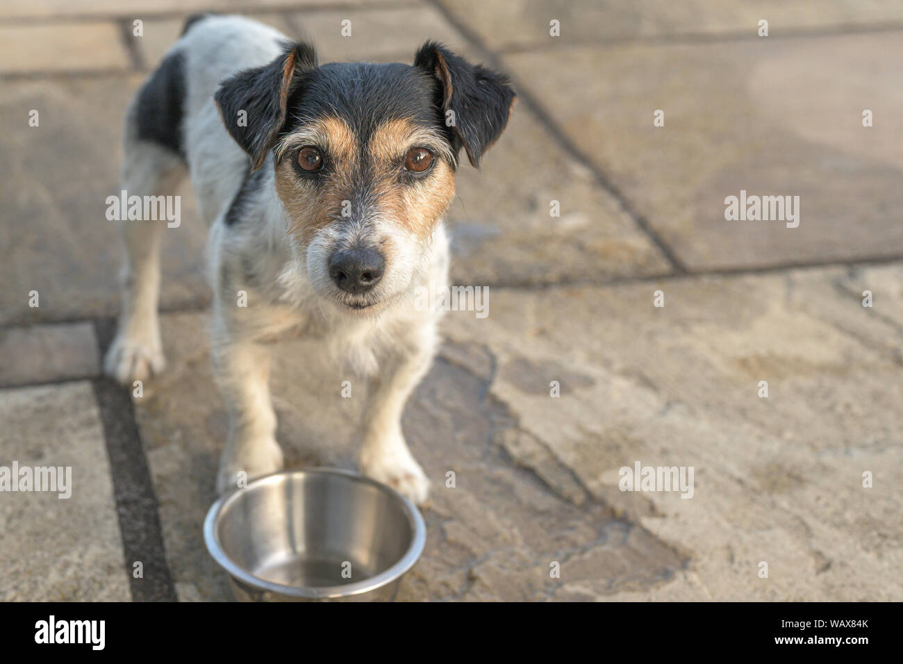 Perrita está de pie delante de un recipiente vacío y está sediento. Jack Russell Terrier de 10 años de edad Foto de stock