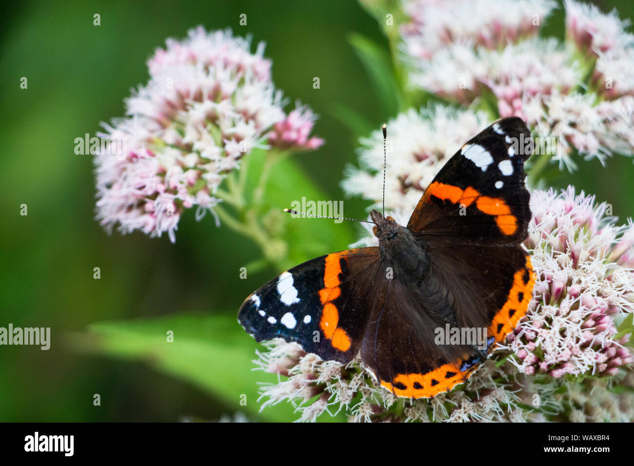 La vanesa o Atalanta butterfly sentada sobre una flor bebiendo néctar, fotografía tomada en los Países Bajos Foto de stock