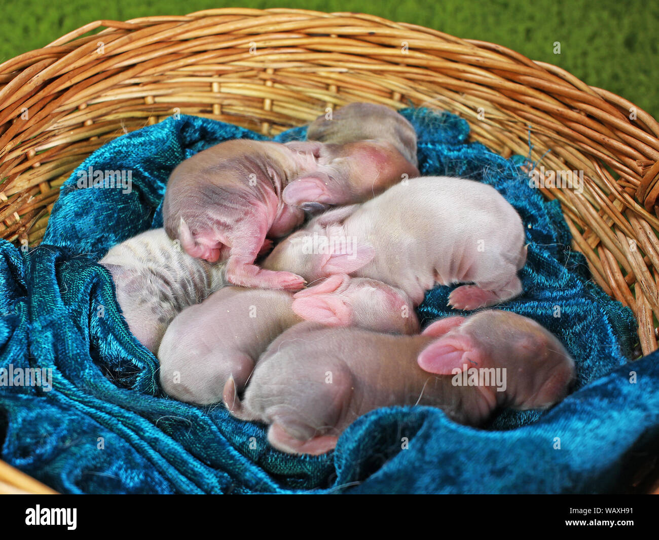 Conejos recién nacidos fotografías e imágenes de alta resolución - Alamy