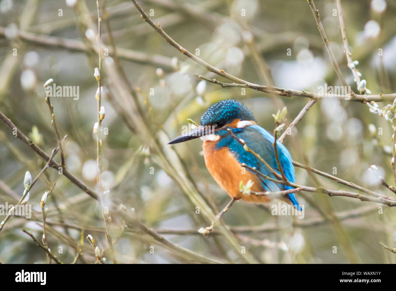 Kingfisher, Alcedo atthis, encaramado en las ramas de un árbol nevado Foto de stock