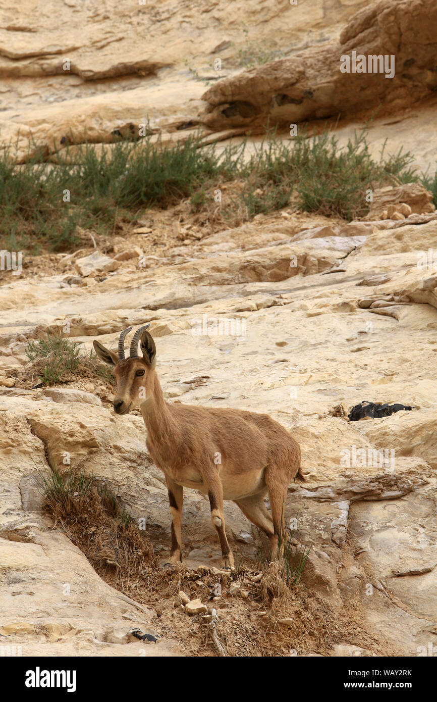 Bouquetin de Nubie (Nubian ibex) dans la Réserve Naturelle d'Ein Gedi. Israël. Foto de stock