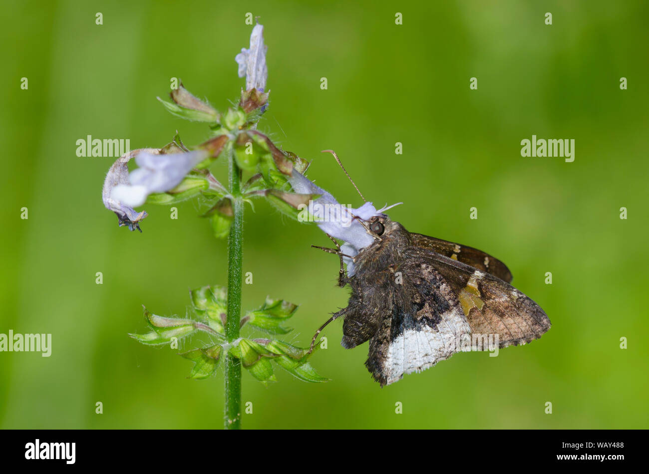 Borde canosos, Achalarus lyciades, Sage, Salvia lyrata Lyreleaf Foto de stock