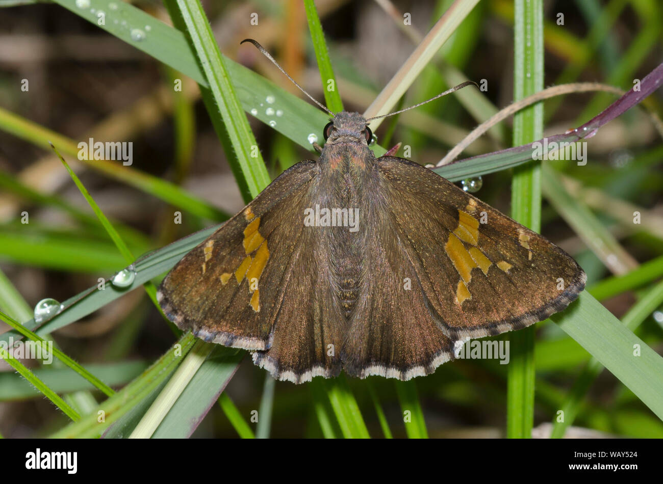 Borde canosos, Achalarus lyciades, hembra Foto de stock