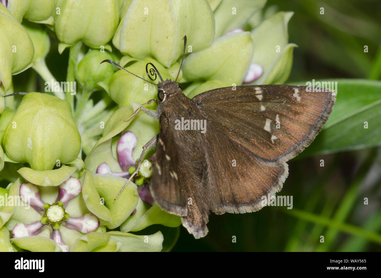 Confundido, Thorybes Cloudywing nectaring confusis, de verde, Asclepias asclepias viridis Foto de stock