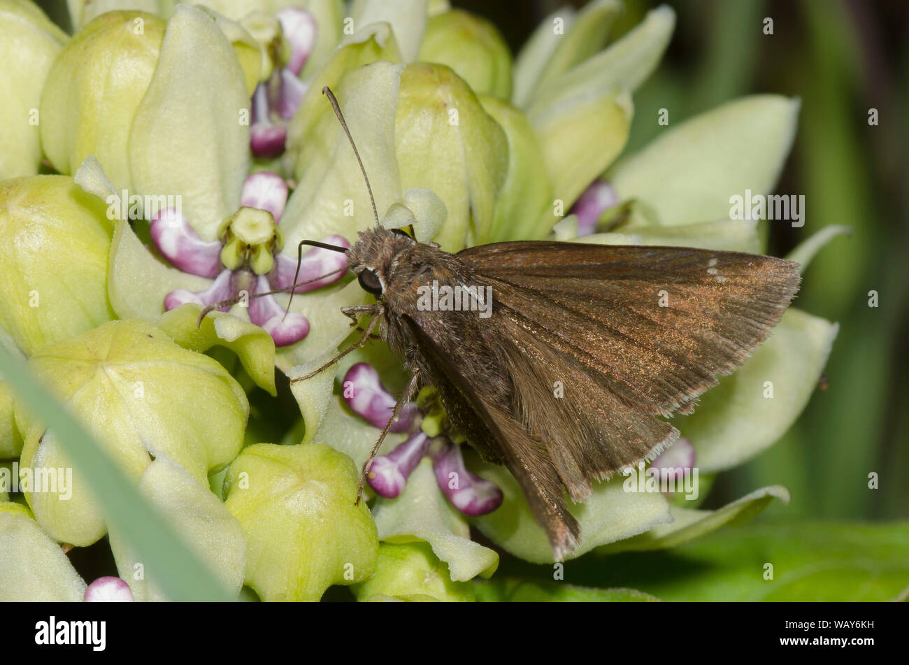 Confundido, Thorybes Cloudywing nectaring confusis, de verde, Asclepias asclepias viridis Foto de stock