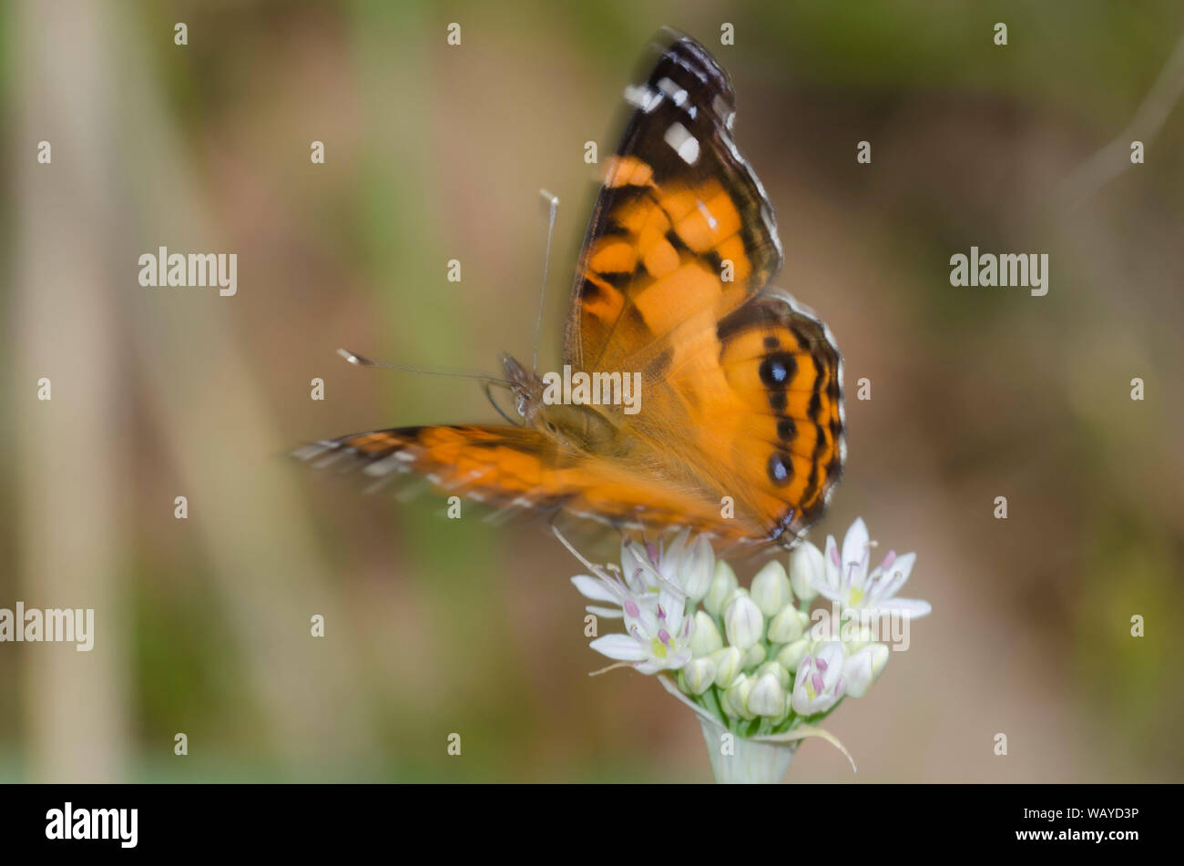 La señora americana, Vanessa virginiensis, tomando vuelo después nectaring pradera de ajo, Allium canadense Foto de stock