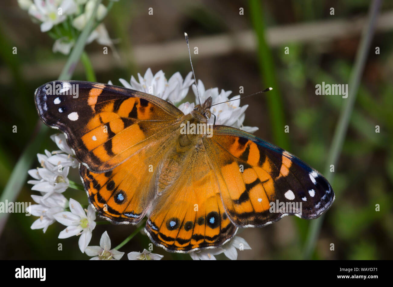 La señora americana, Vanessa virginiensis nectaring de pradera, ajo, Allium canadense Foto de stock