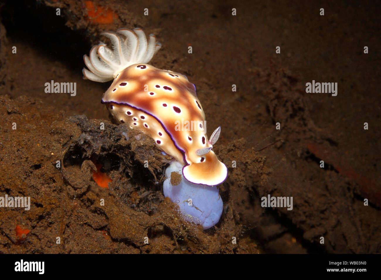 Nudibranch, Hypselodoris trynoi, comer con radula extendido. Anteriormente conocido como Risbecia trynoi Tulamben, Bali, Indonesia. Bali, mar, océano Índico Foto de stock