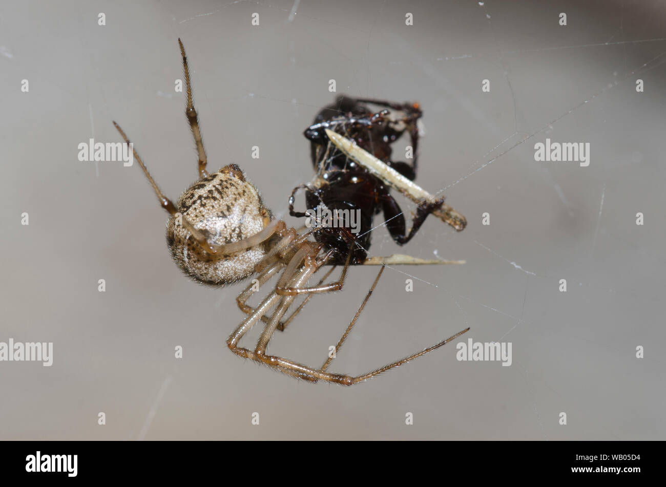 Telas de Araña Araña, Parasteatoda sp., alimentándose de presas capturadas Foto de stock