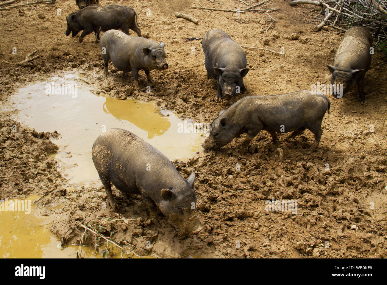 Intervalo libre de cerdos, la itinerancia en lodo Foto de stock