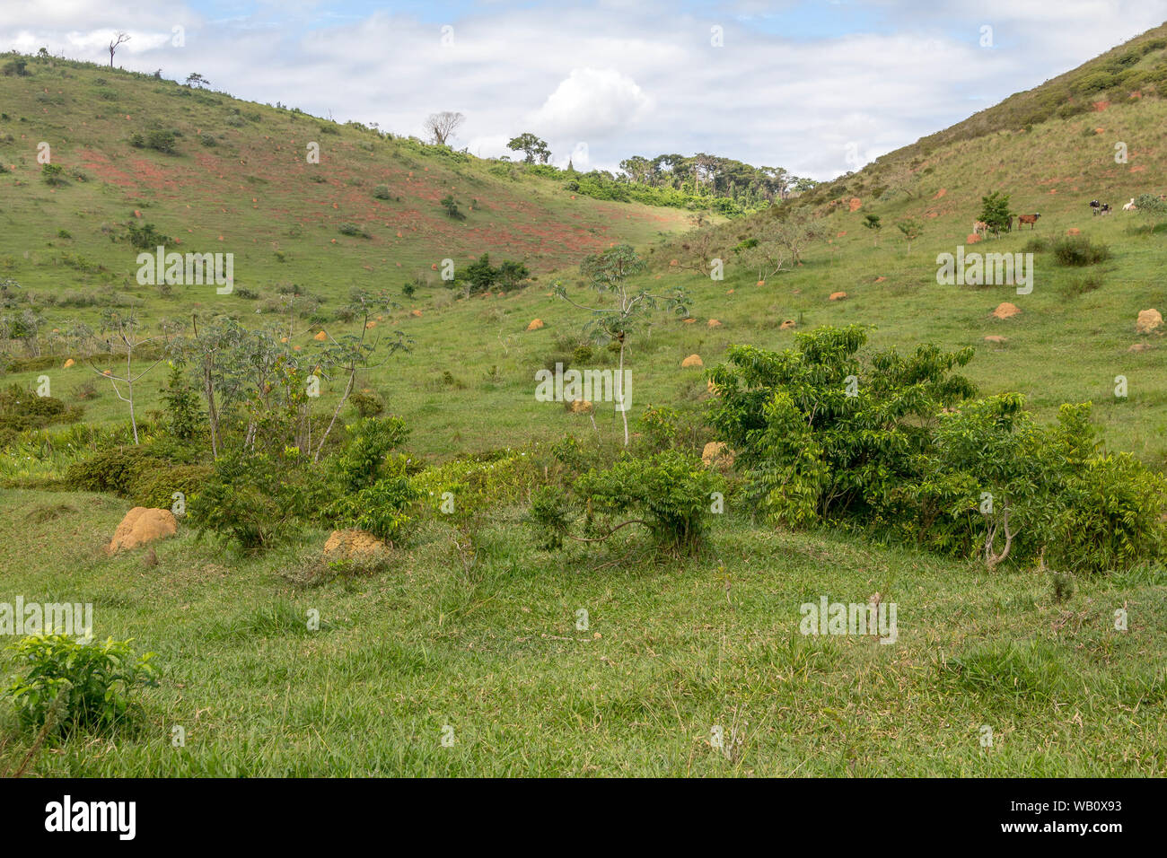 Paisaje de una granja en el estado de Minas Gerais, Brasil. El suelo parece no cultivadas. Foto de stock