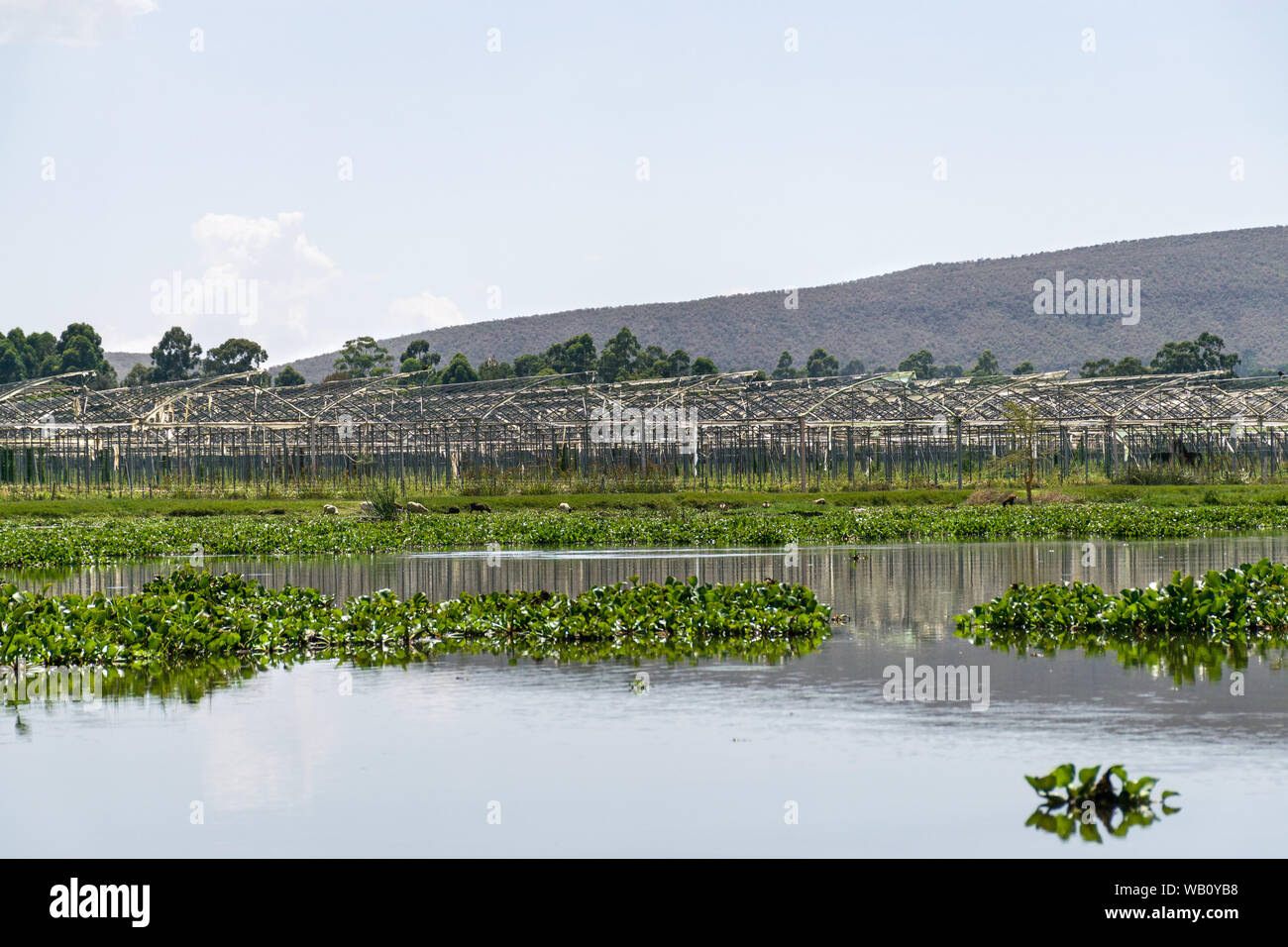 Flower Farm marquesinas sin cubiertas por el lago Naivasha con jacinto de agua en él, Kenya Foto de stock