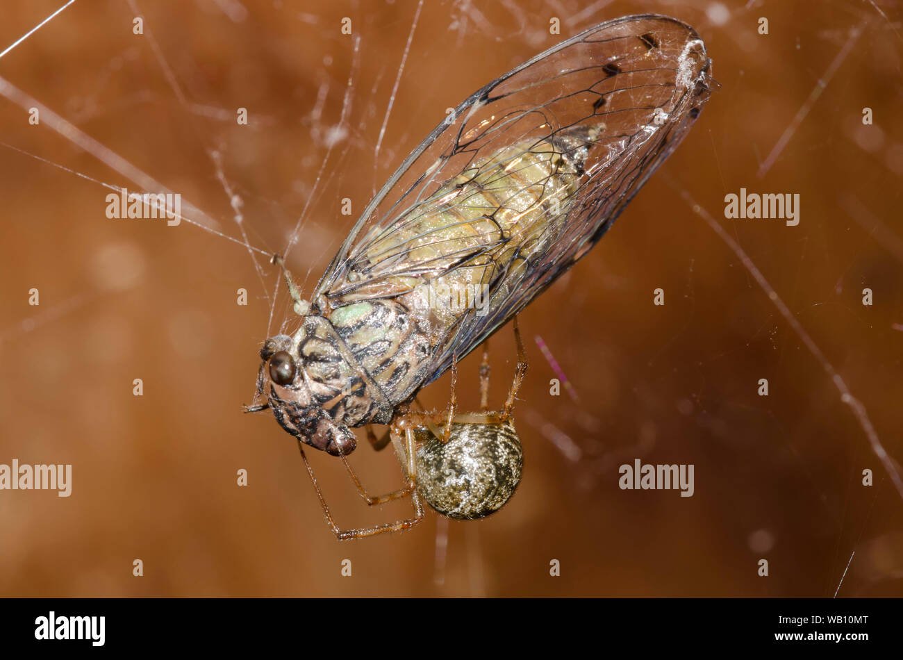 Cobweb Spider, familia Theridiidae, alimentándose de la Cicada jeroglífica capturada, Neocicada hieroglyphica Foto de stock