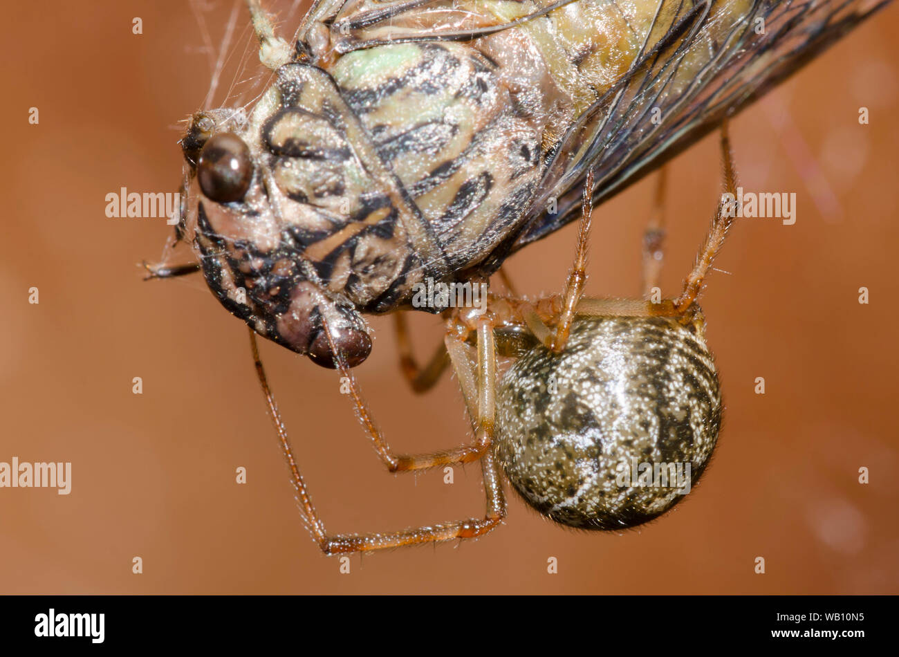 Cobweb Spider, familia Theridiidae, alimentándose de la Cicada jeroglífica capturada, Neocicada hieroglyphica Foto de stock