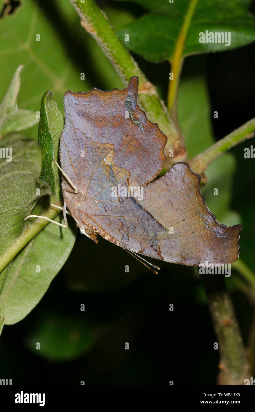 Signo de interrogación, Polygonia interrogationis Foto de stock