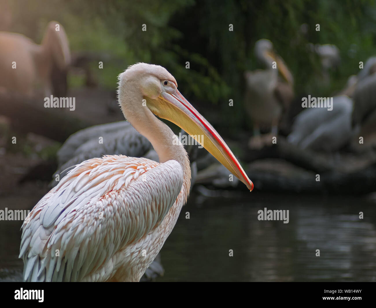 Retrato de Pelican con fondo borroso Foto de stock