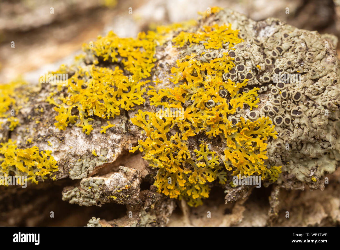 Liquen (Xanthomendoza weberi) Foto de stock
