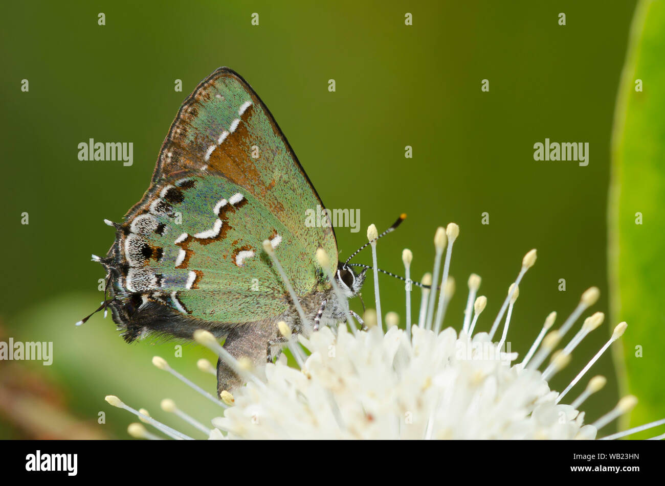 Juniper, Callophrys Hairstreak nectaring gryneus, sobre buttonbush, Cephalanthus occidentalis Foto de stock